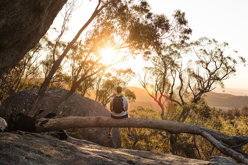A man sits on a tree branch overlooking the bush at sunrise.